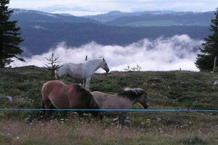 Sjour questre Jura PNR du Haut-Jura photo 5