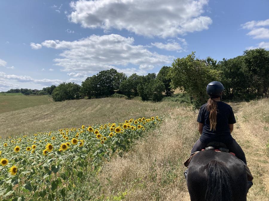 sejour Sjour  la ferme questre Tarn