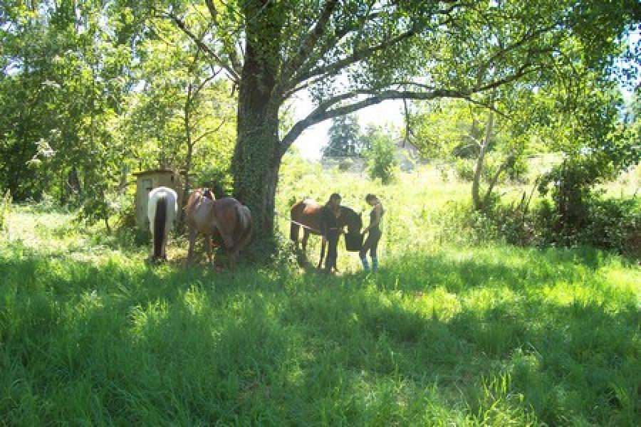 Randonne questre Tarn 