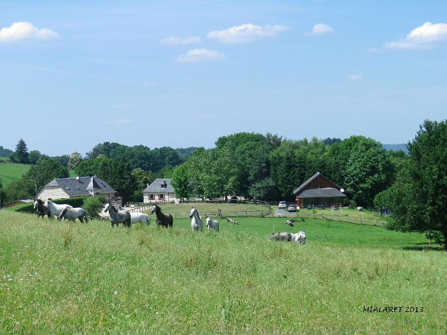Stage équitation