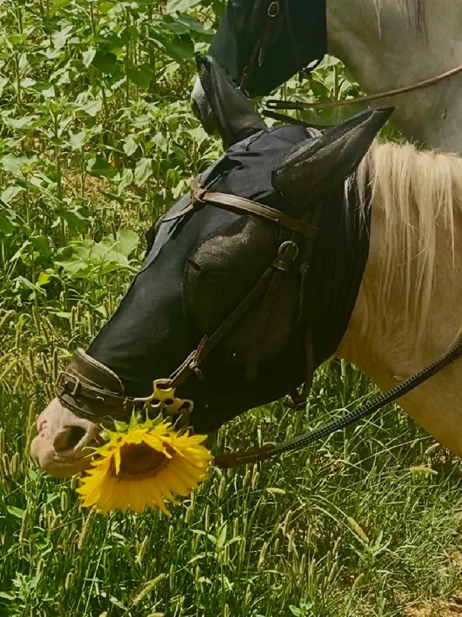 stage Equitation de pleine nature Dordogne