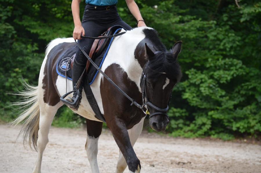 stage Equitation classique Jura