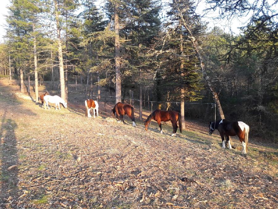 Balade  cheval Alpes de Haute-Provence Provence photo 3