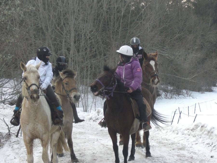 Stage �quitation   photo 5