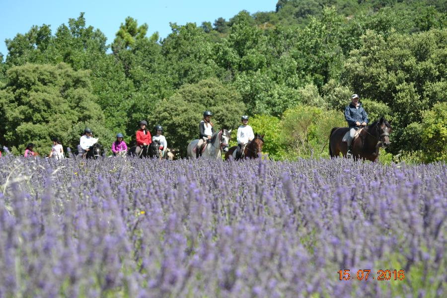 stage Equitation classique Drme