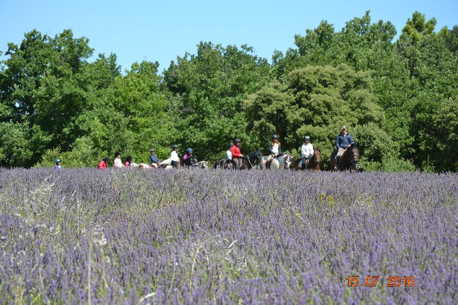 stage Equitation classique Drme