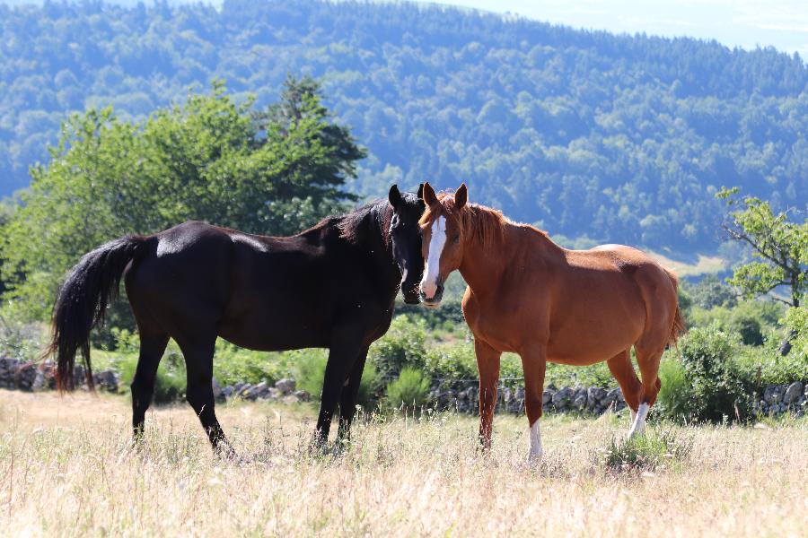 Stage quitation Lozre PNR de l'Aubrac photo 5