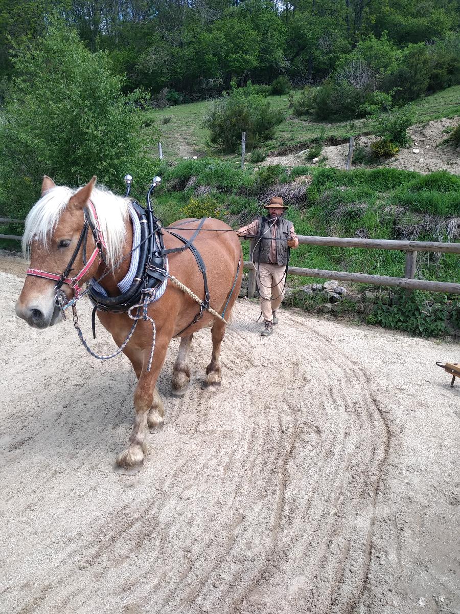 Sjour questre Lozre PNR de l'Aubrac photo 2