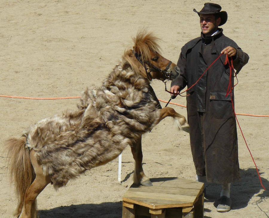 Stage �quitation   photo 3