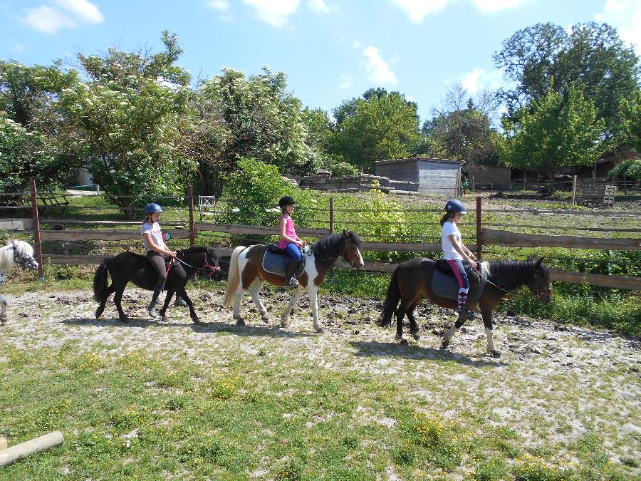 Stage équitation