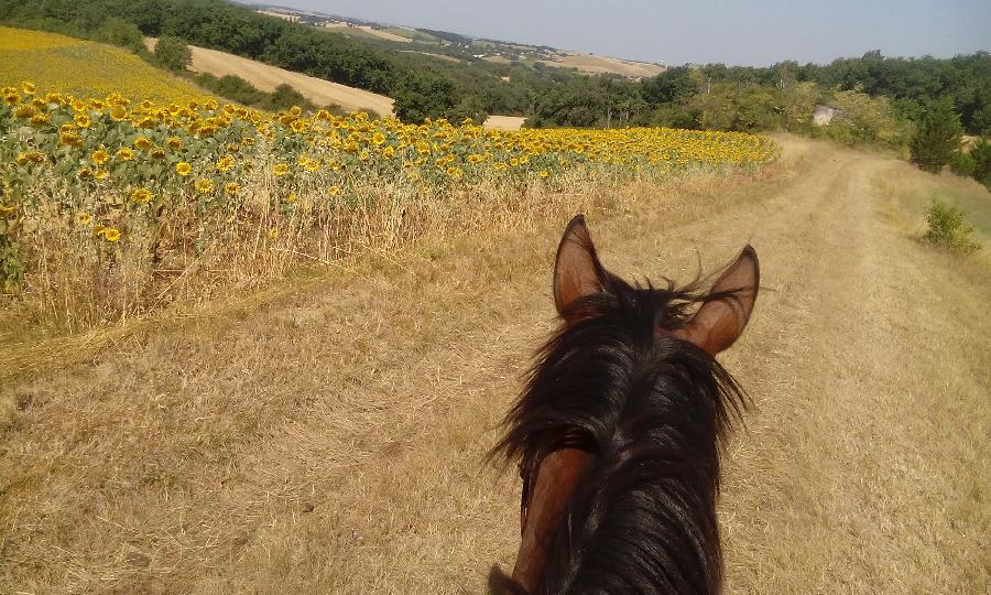 Stage �quitation   photo 4