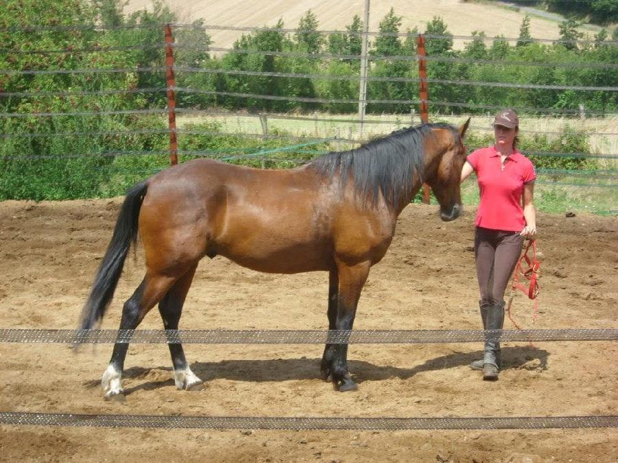 Stage �quitation   photo 4