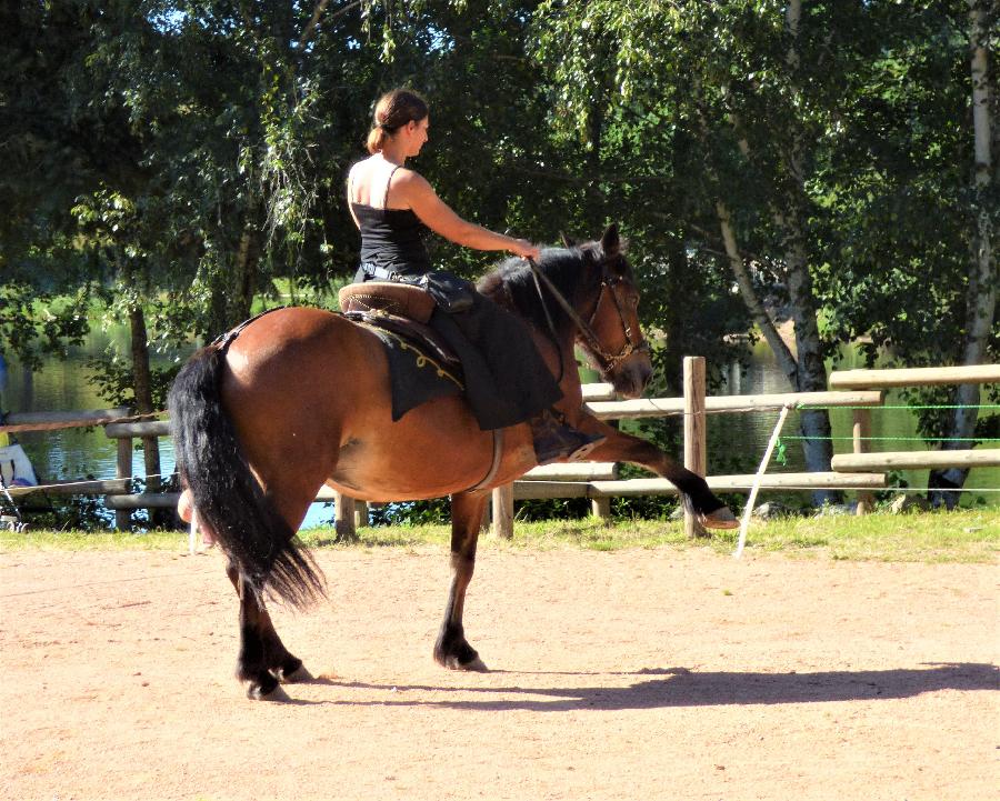 stage Equitation artistique Allier