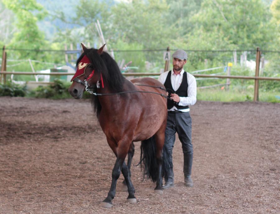 Balade  cheval Allier Montagne Bourbonnaise photo 3