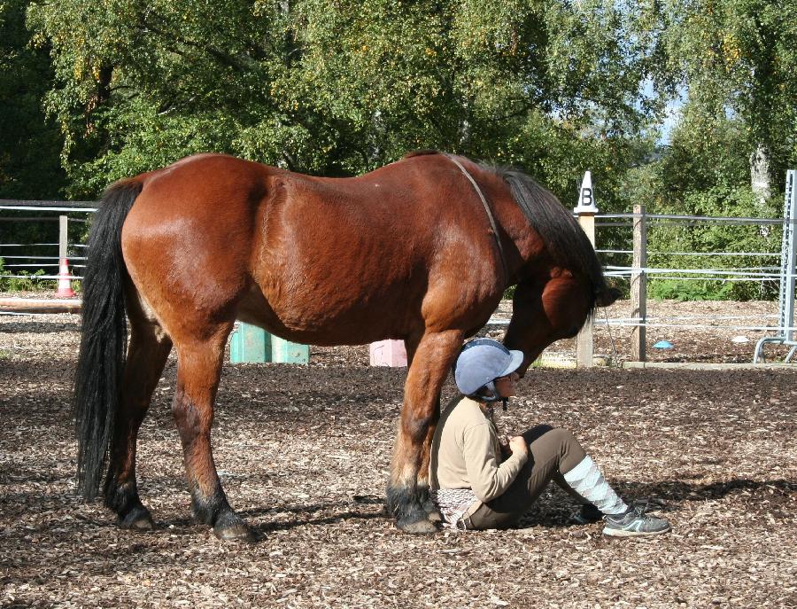 stage Pour les propritaires de chevaux Allier