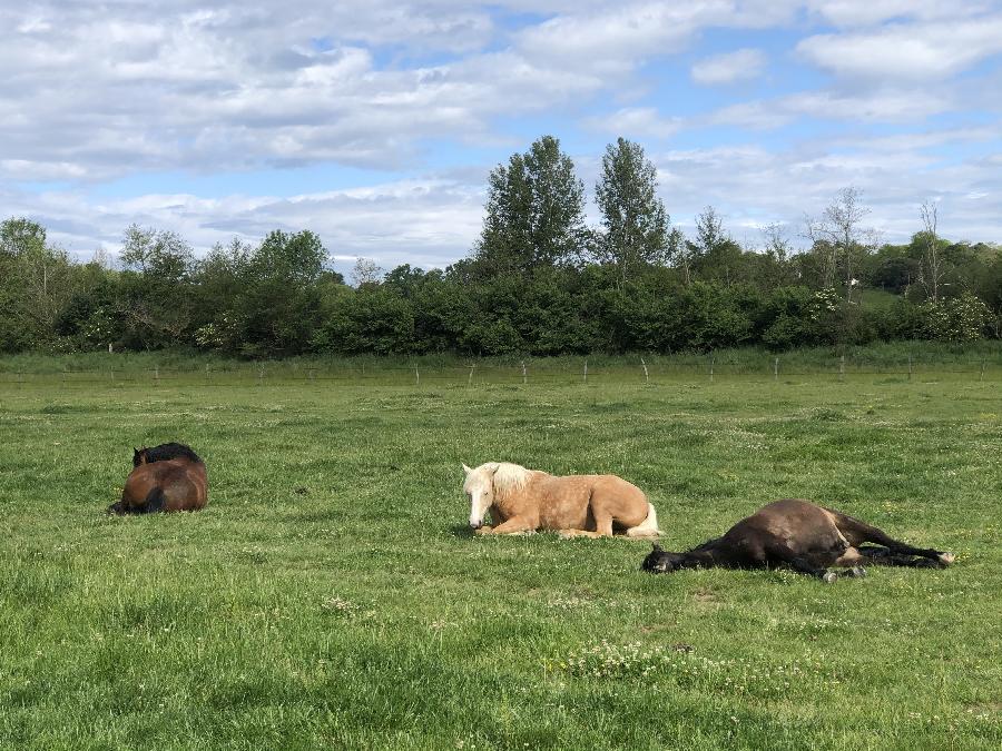 stage Pour les propritaires de chevaux Haute-Garonne