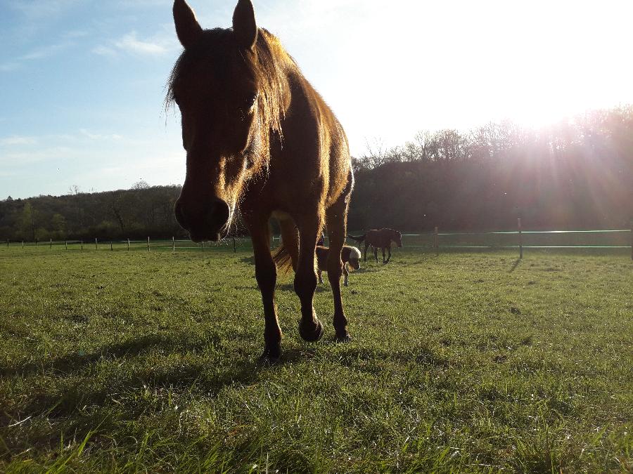 Sjour questre   photo 2