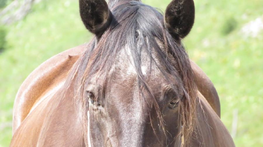 stage Equitation naturelle Jura