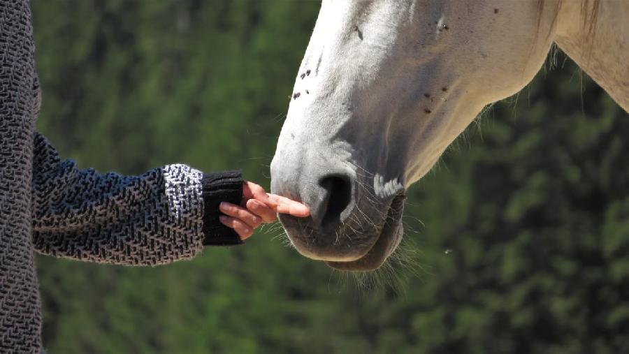 stage Pour les propritaires de chevaux Jura