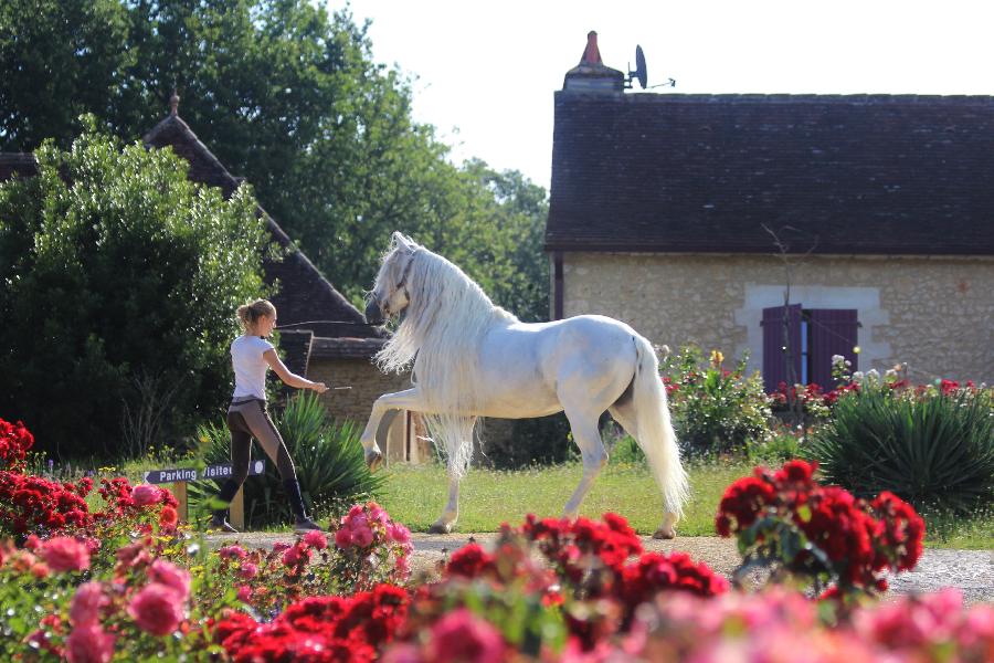 Sjour questre Dordogne Prigord