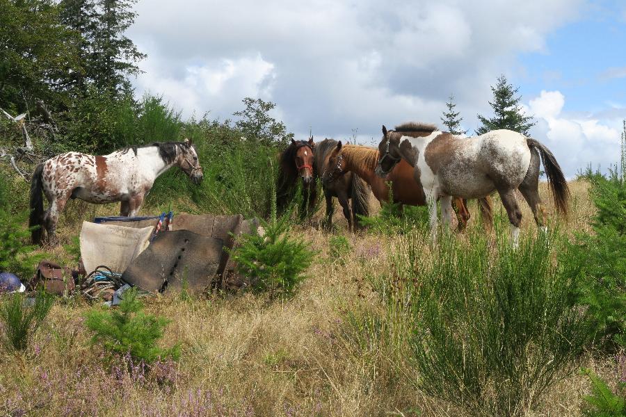 Sjour questre Corrze PNR de Millevaches en Limousin photo 5