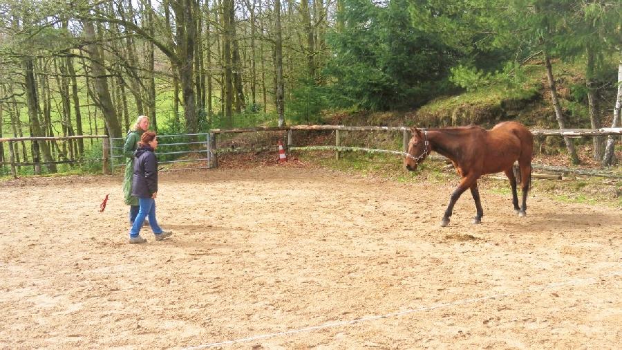 Balade  cheval Corrze PNR de Millevaches en Limousin photo 3