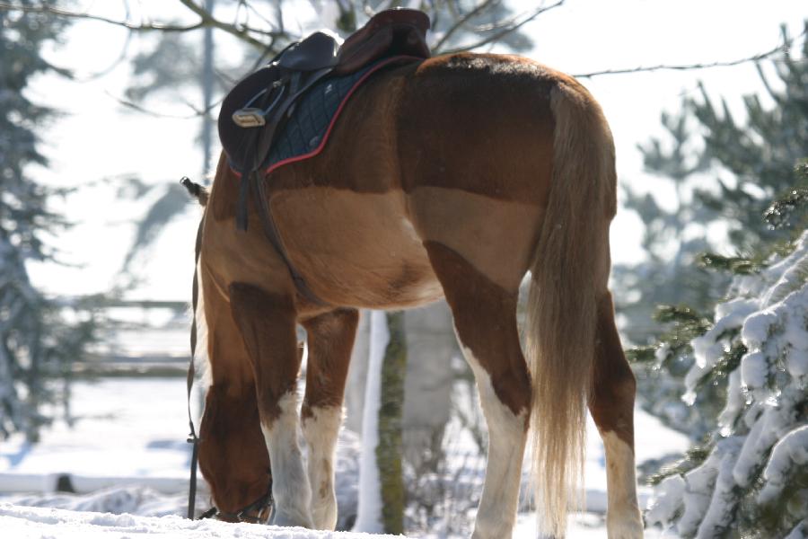 Stage �quitation   photo 3