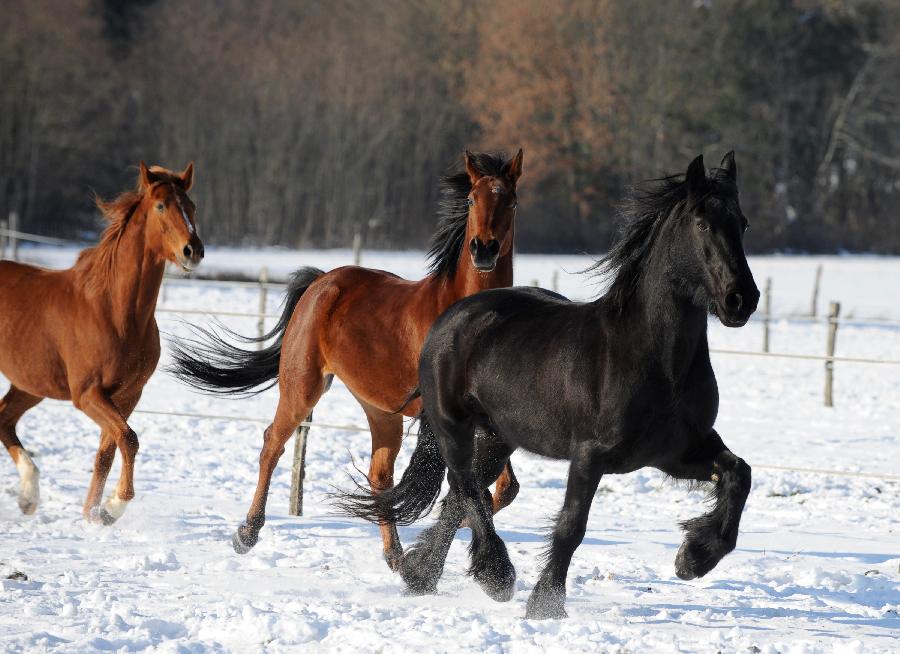 Stage �quitation   photo 4