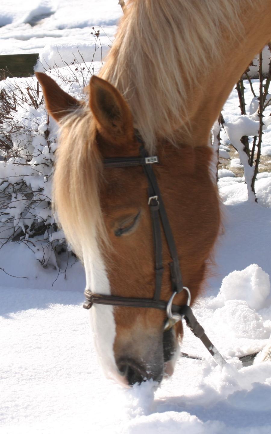 Stage �quitation   photo 5