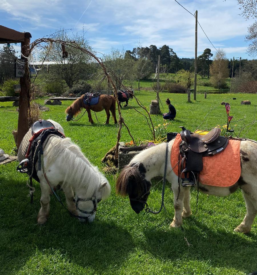 stage Dcouverte cheval poney Haute-Loire