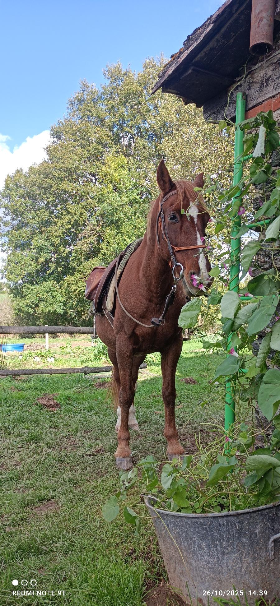 S�jour �questre   photo 2