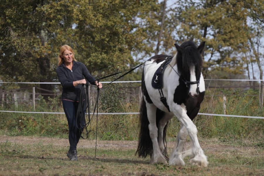 stage Equitation classique Puy-de-dme