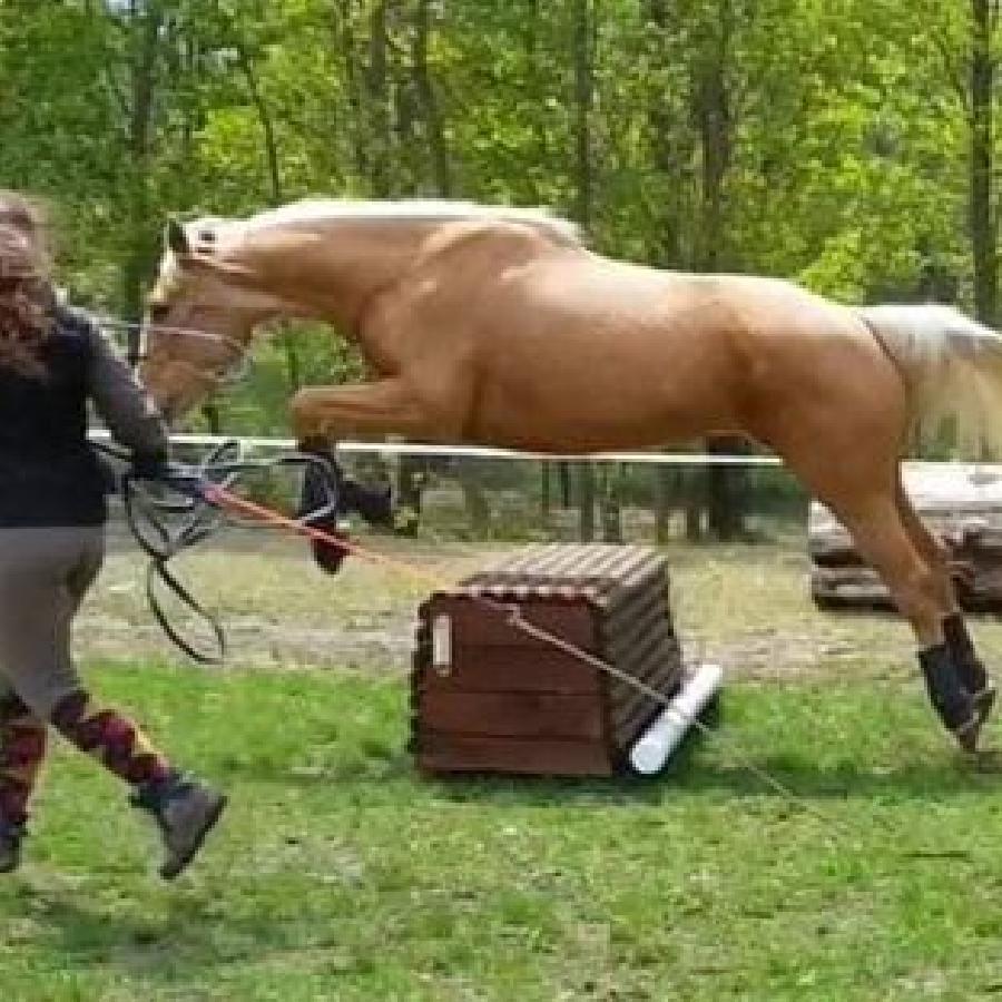 stage Equitation classique Puy-de-dme