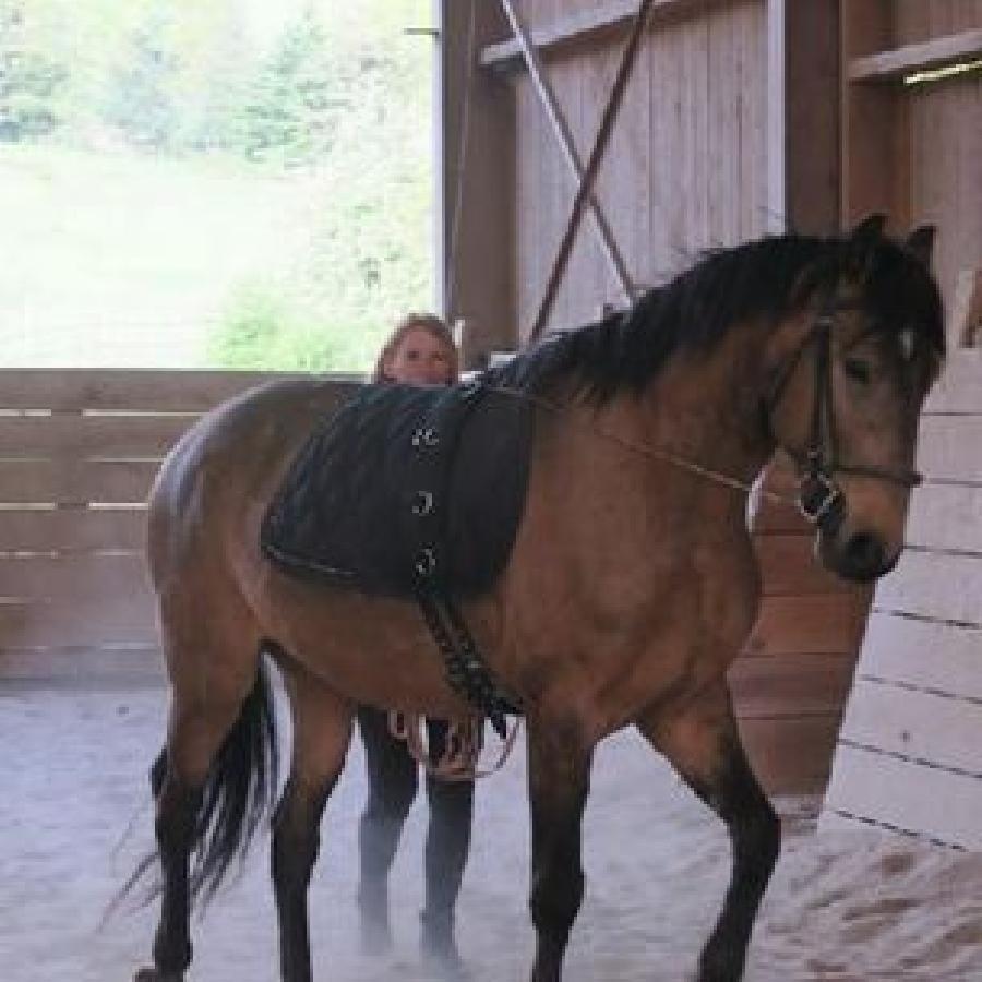 Stage �quitation   photo 2