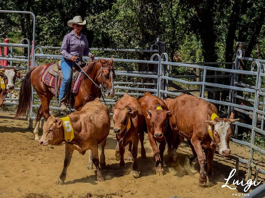stage Pour les propritaires de chevaux Ardche