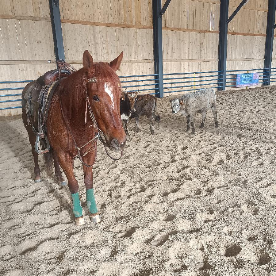 stage Pour les propritaires de chevaux Ardche