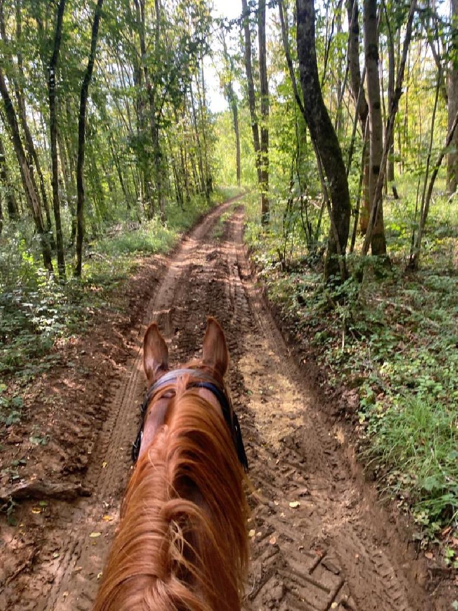 Voyage  cheval Jura PNR du Haut-Jura photo 2