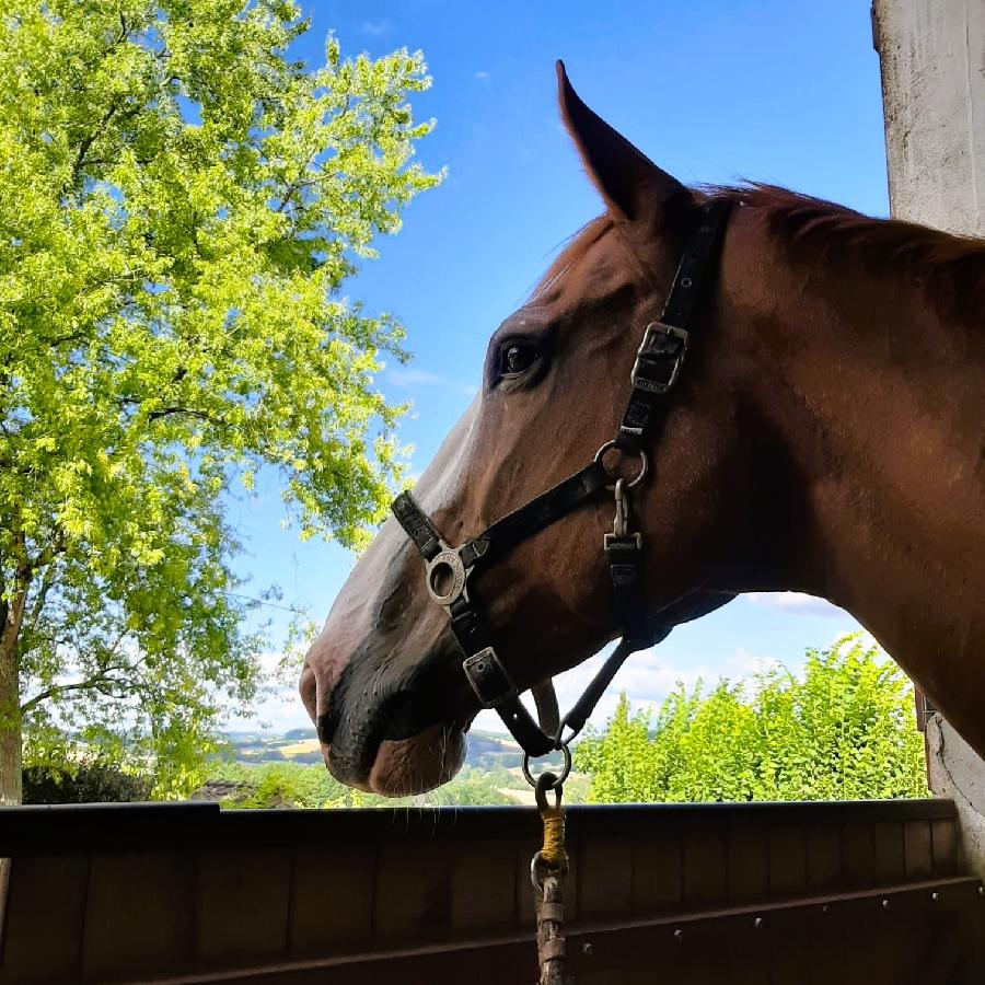 stage Equitation classique Tarn-et-Garonne