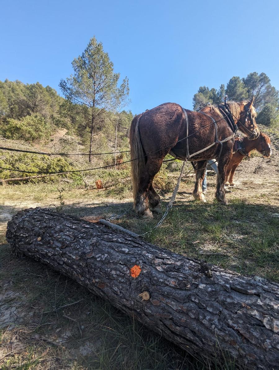 Sjour questre   photo 2