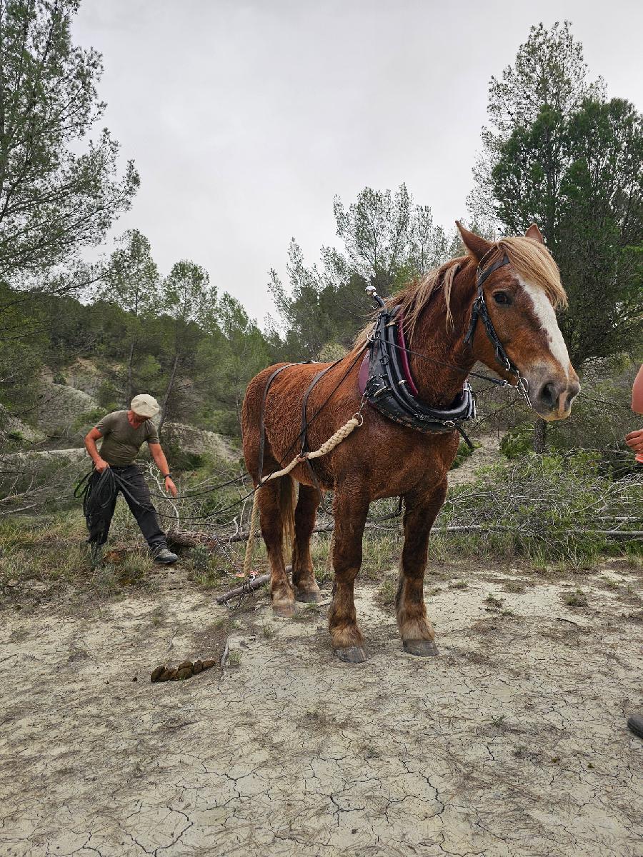 Sjour questre   photo 4