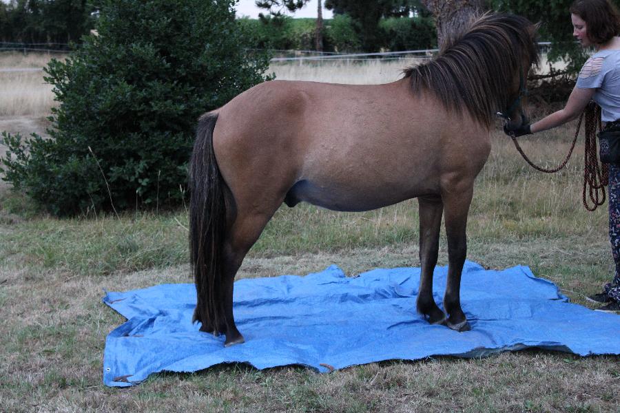 Stage �quitation   photo 3