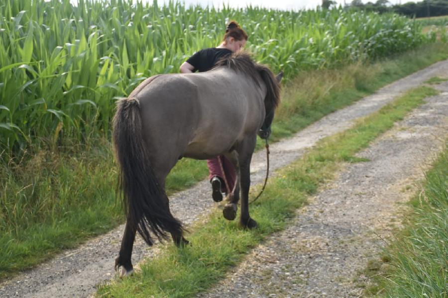 Stage �quitation   photo 4