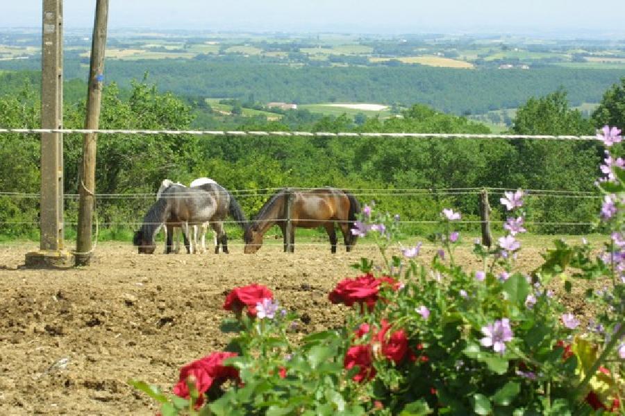 stage Equitation de pleine nature Tarn