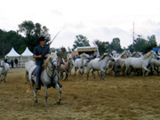 CAMAGRI, Salon du Cheval Camargue 2003