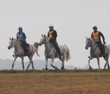 Ecuries Al Andalus   Yvelines