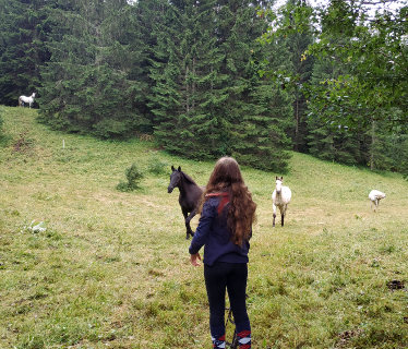 Ferme Equestre de la Pelaisse  <em>39400 Longchaumois</em> Jura
