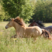 thologie cheval equitation