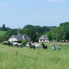 ferme equestre