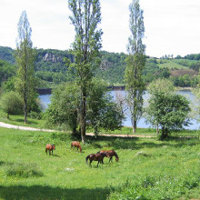 ferme equestre