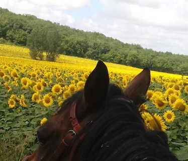 Les Chevaux d'en Belaval  <em>81220 Teyssode</em> Tarn